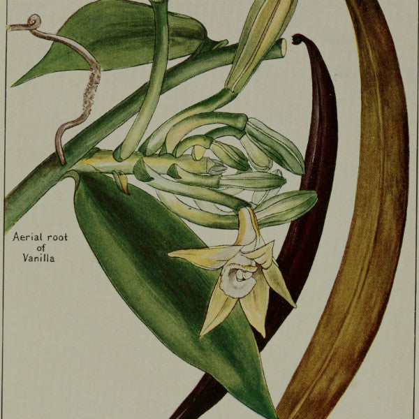 Simply Vanilla